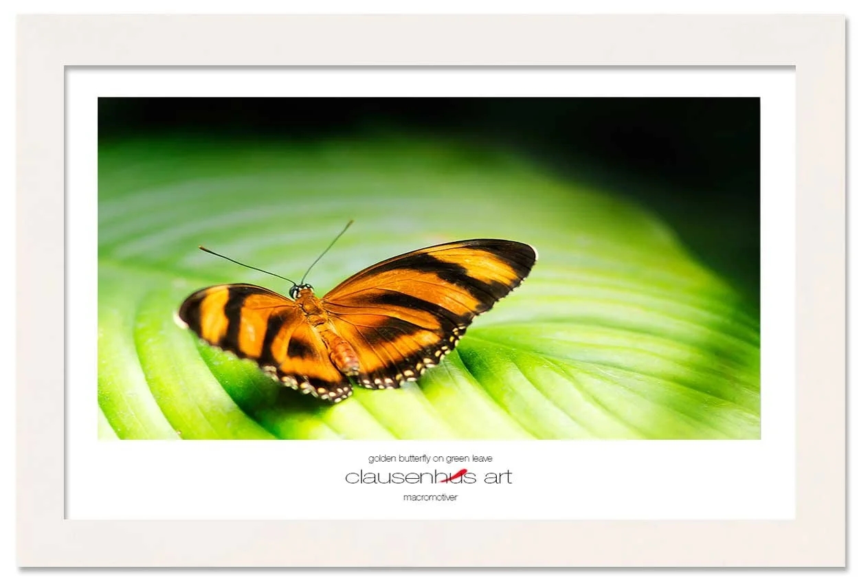 golden-butterfly-on-green-leave-copy.jpg