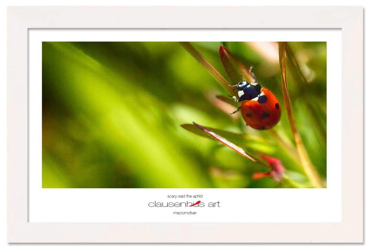scary-said-the-aphid-copy.jpg
