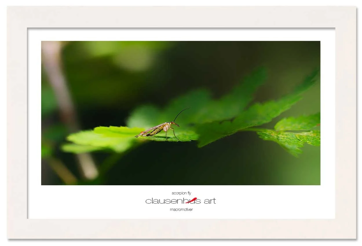 scorpion-fly-copy.jpg