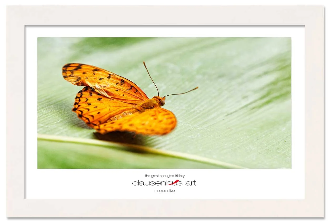 the-great-spangled-fritillary-copy.jpg