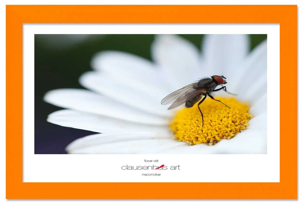 flower-visit-copy.jpg