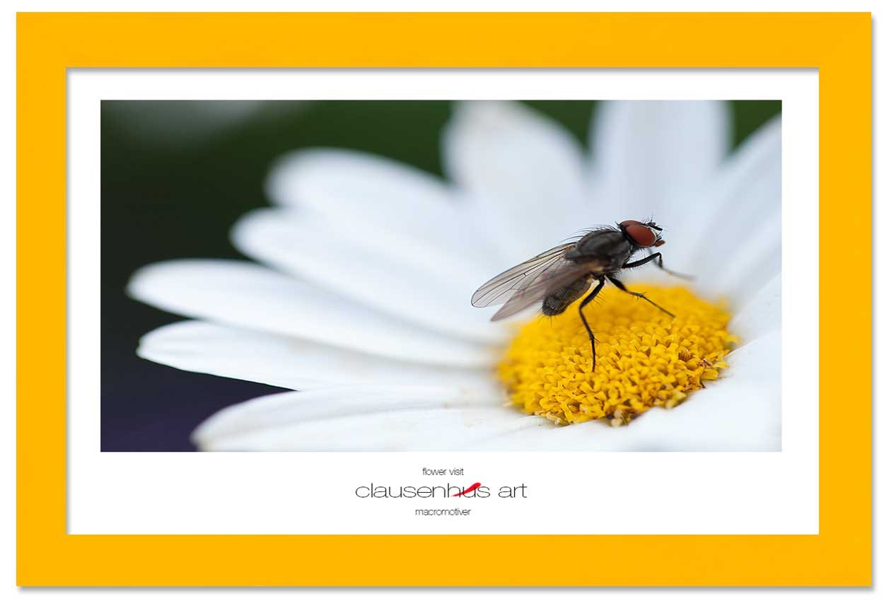 flower-visit-copy.jpg