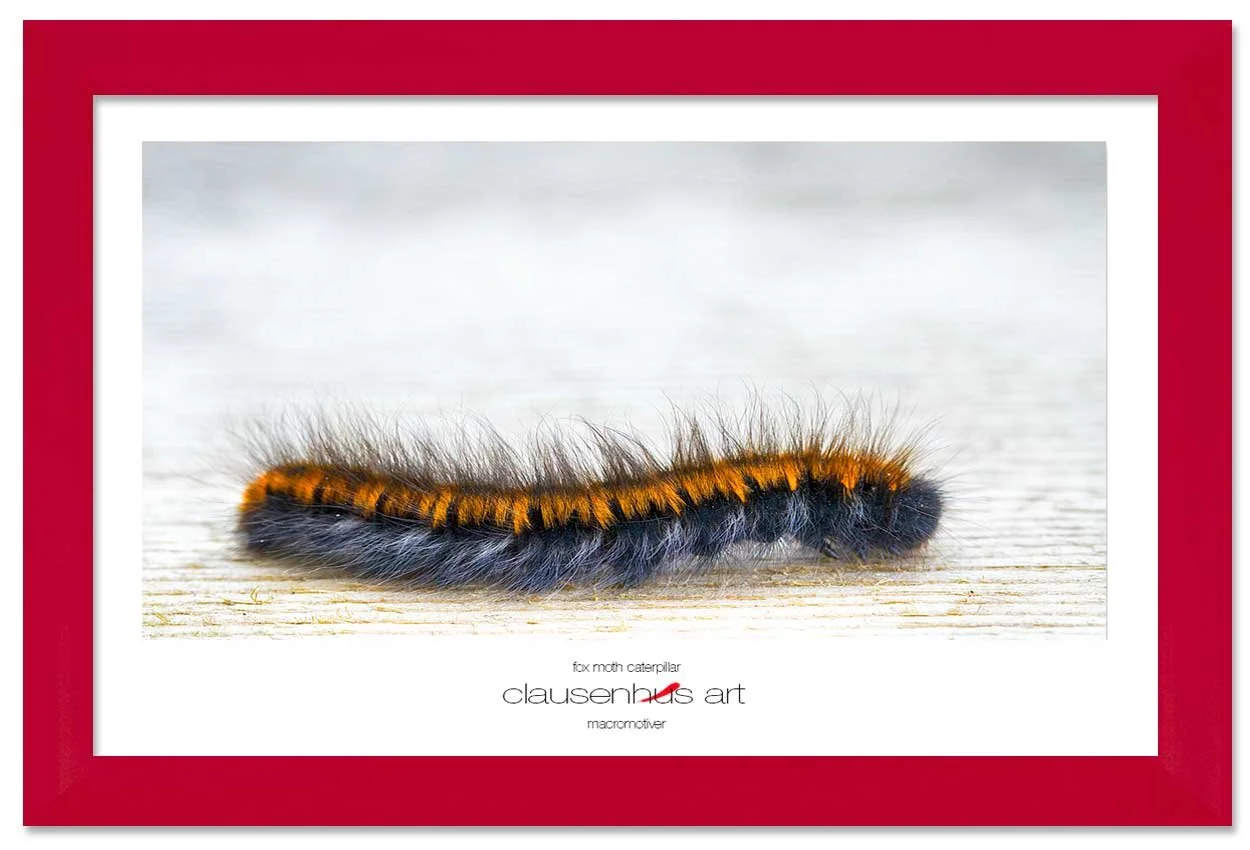 fox-moth-caterpillar-copy.jpg