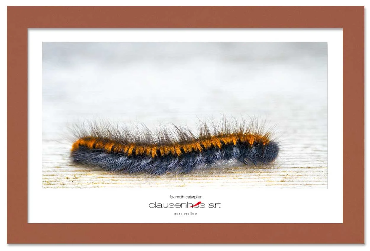 fox-moth-caterpillar-copy.jpg