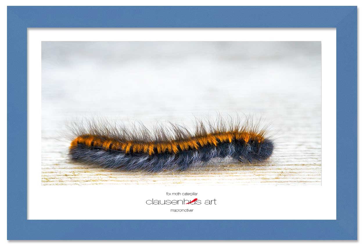 fox-moth-caterpillar-copy.jpg