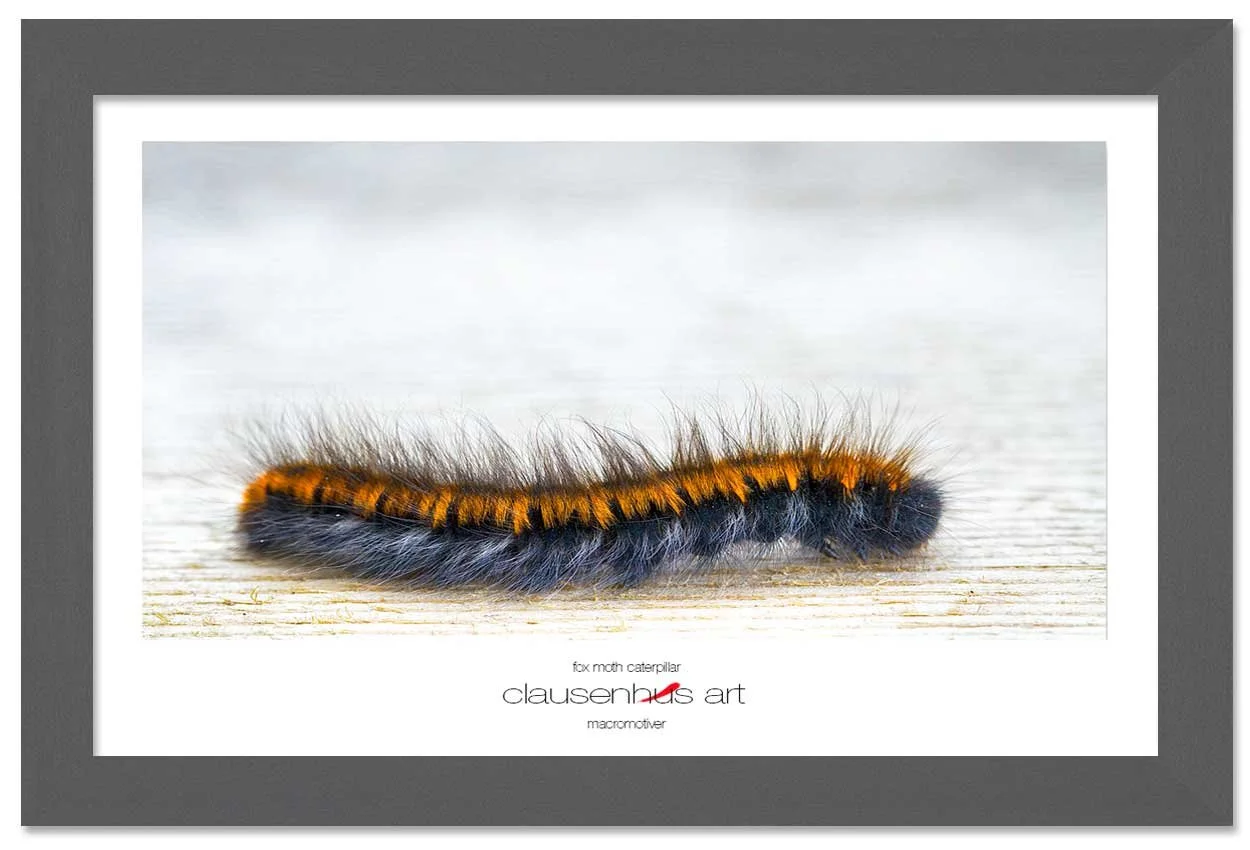 fox-moth-caterpillar-copy.jpg