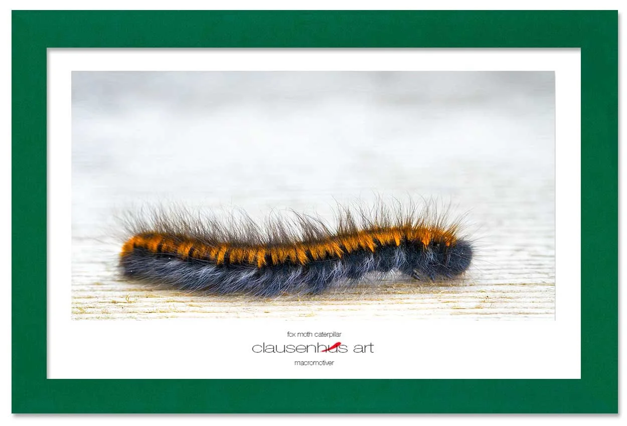 fox-moth-caterpillar-copy.jpg