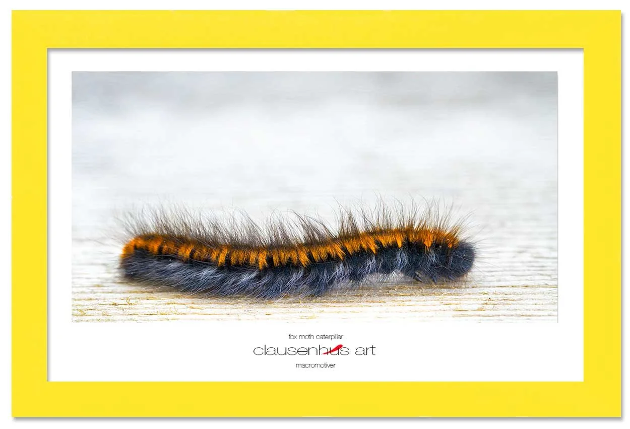 fox-moth-caterpillar-copy.jpg