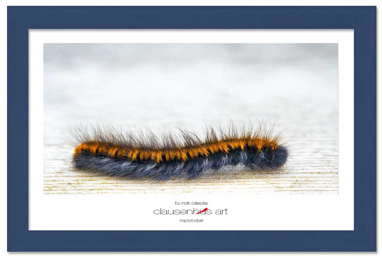fox-moth-caterpillar-copy.jpg