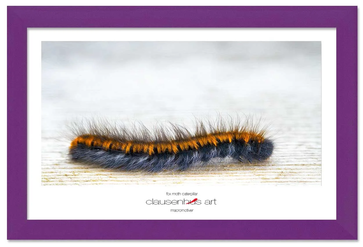 fox-moth-caterpillar-copy.jpg