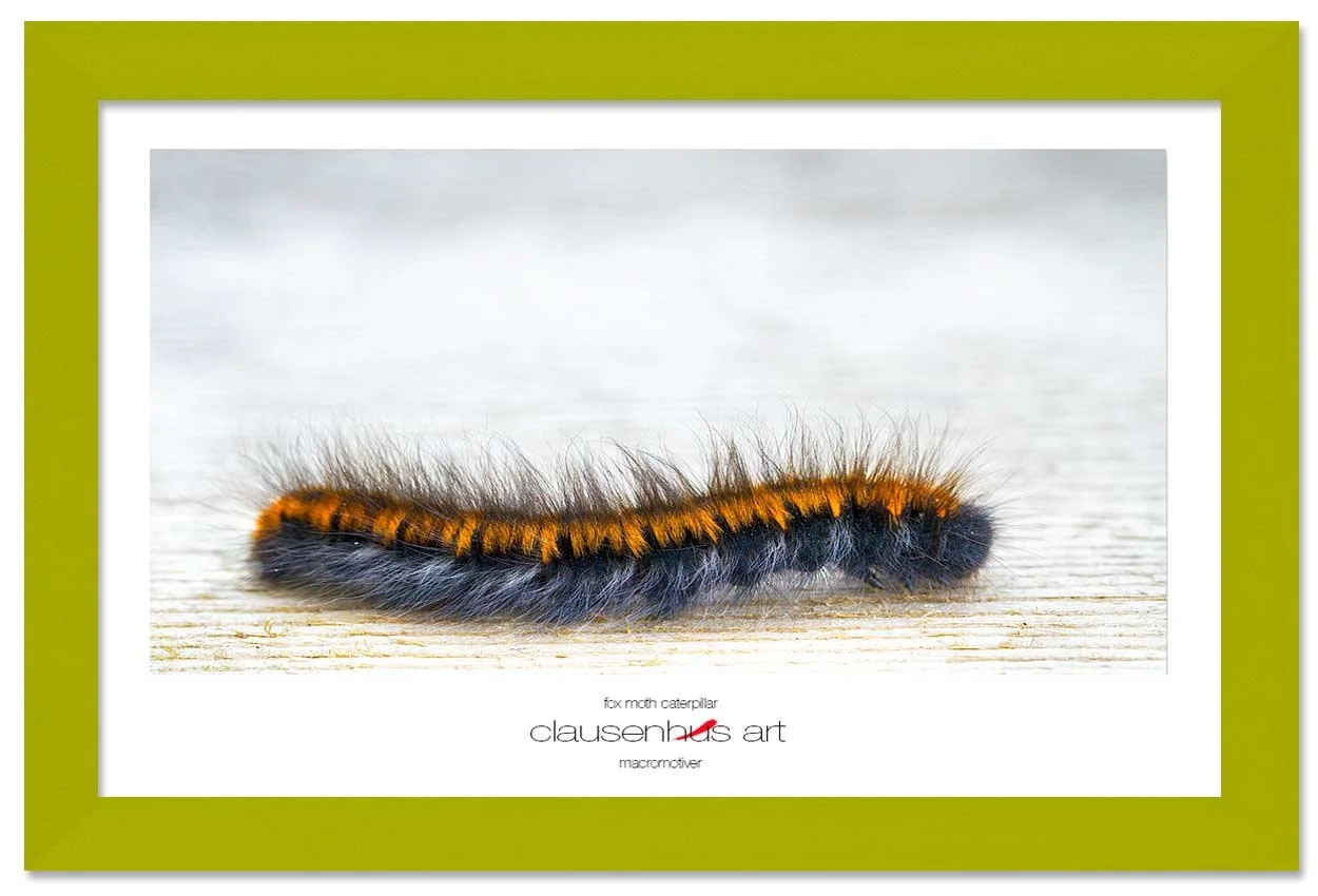 fox-moth-caterpillar-copy.jpg