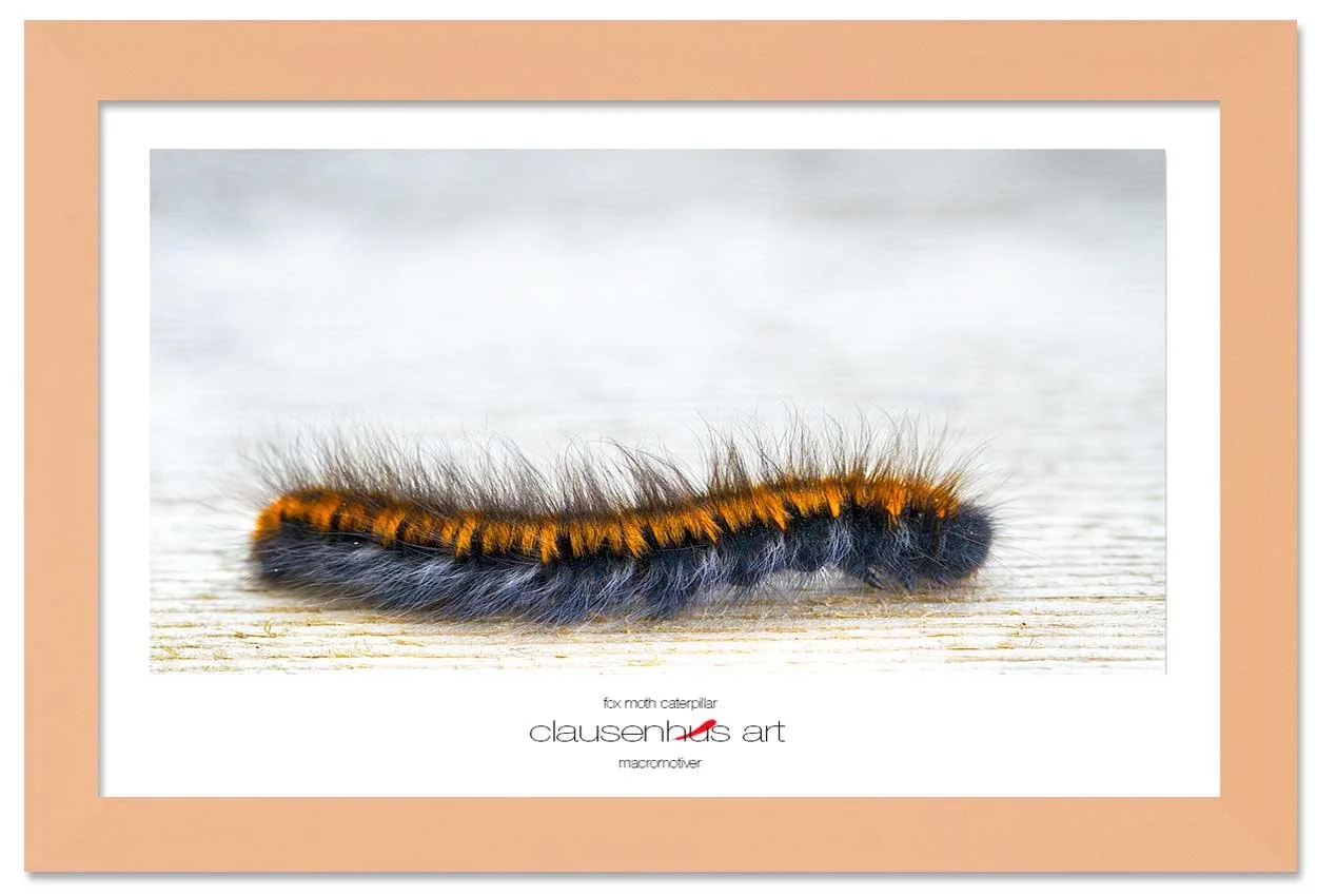 fox-moth-caterpillar-copy.jpg