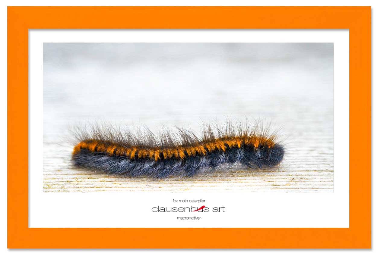 fox-moth-caterpillar-copy.jpg