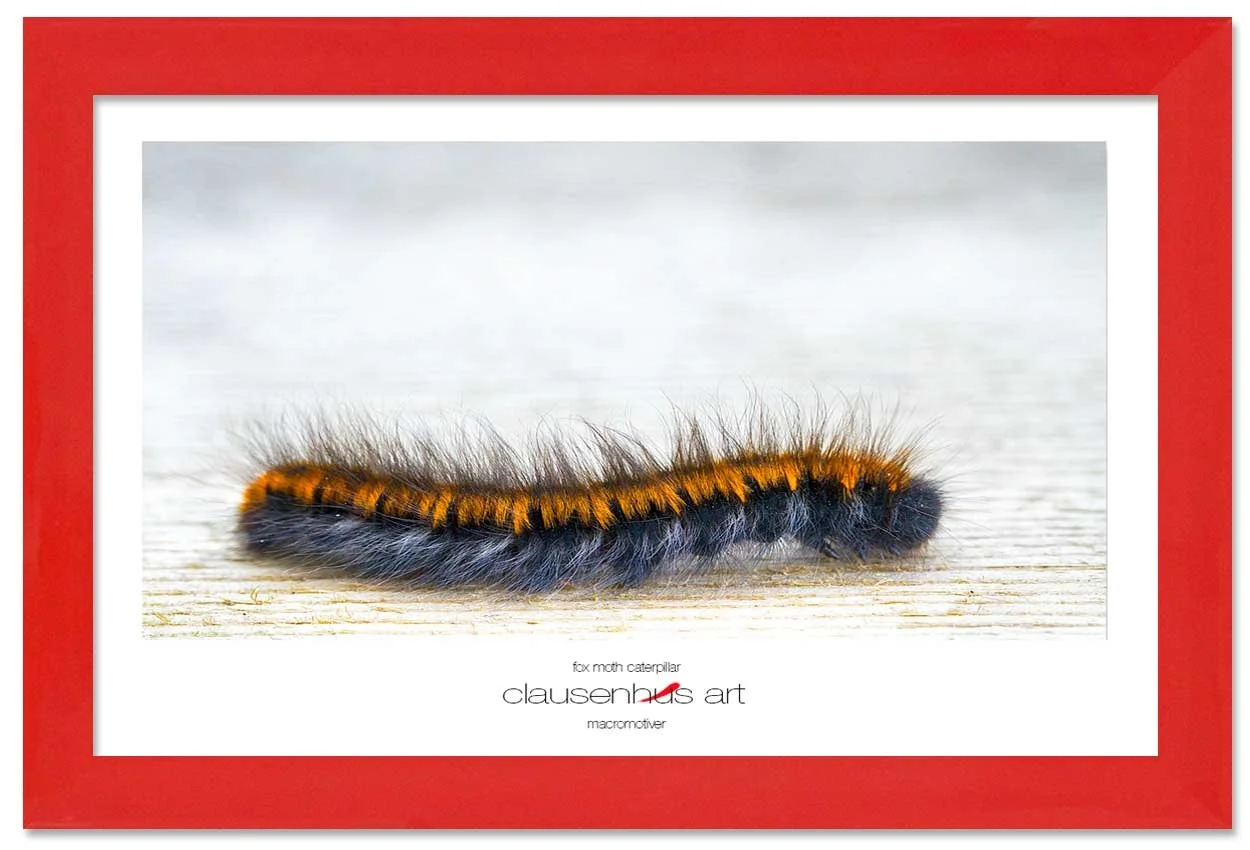 fox-moth-caterpillar-copy.jpg