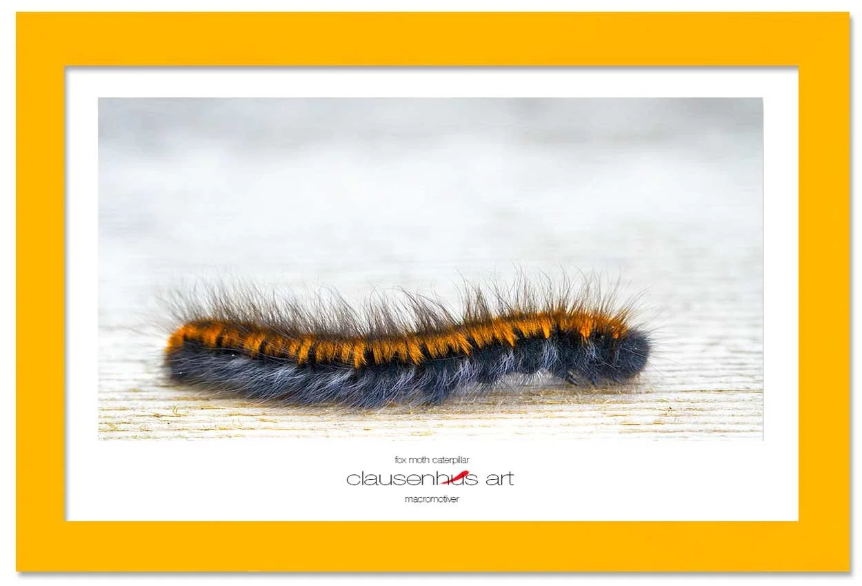 fox-moth-caterpillar-copy.jpg