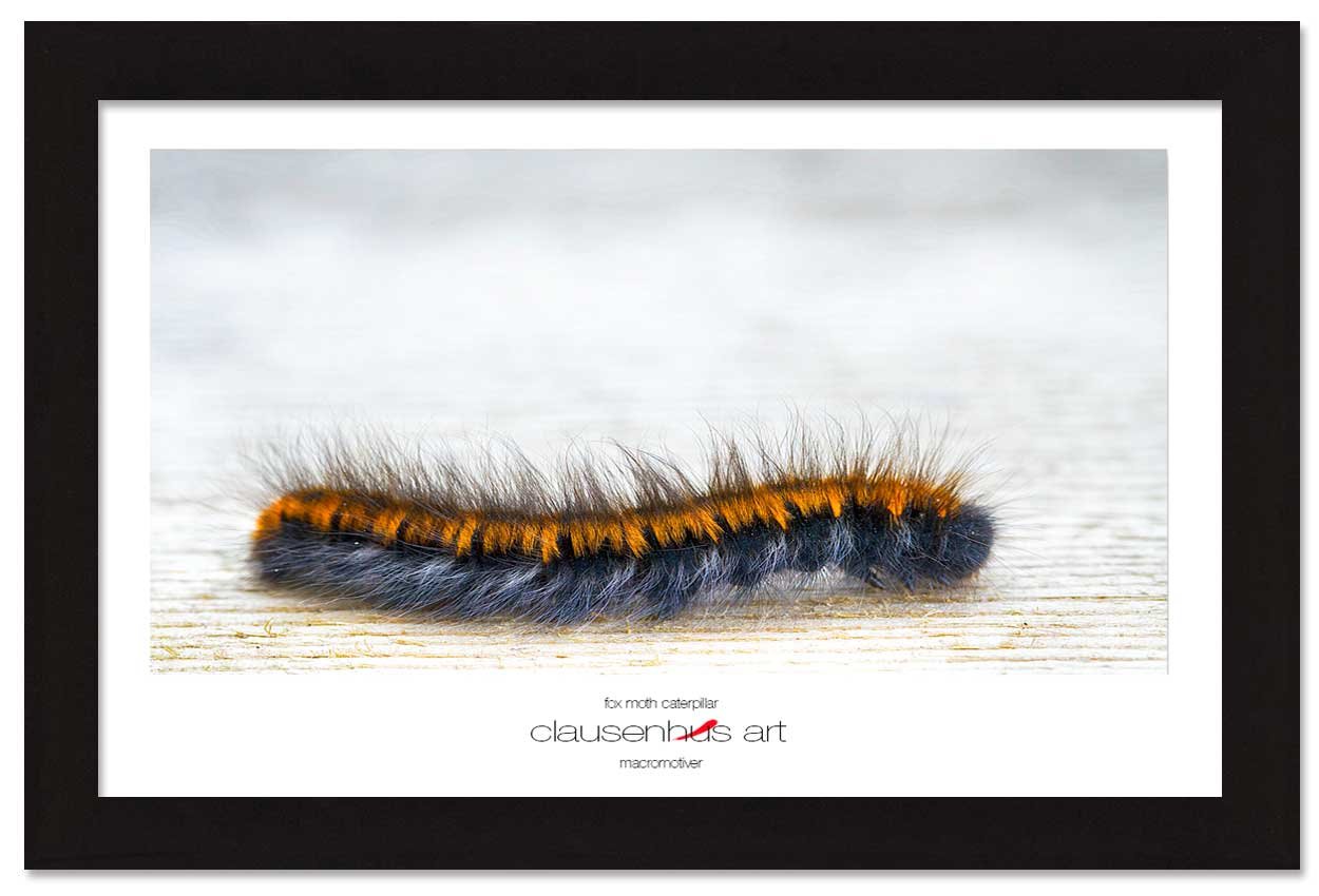 fox-moth-caterpillar-copy.jpg