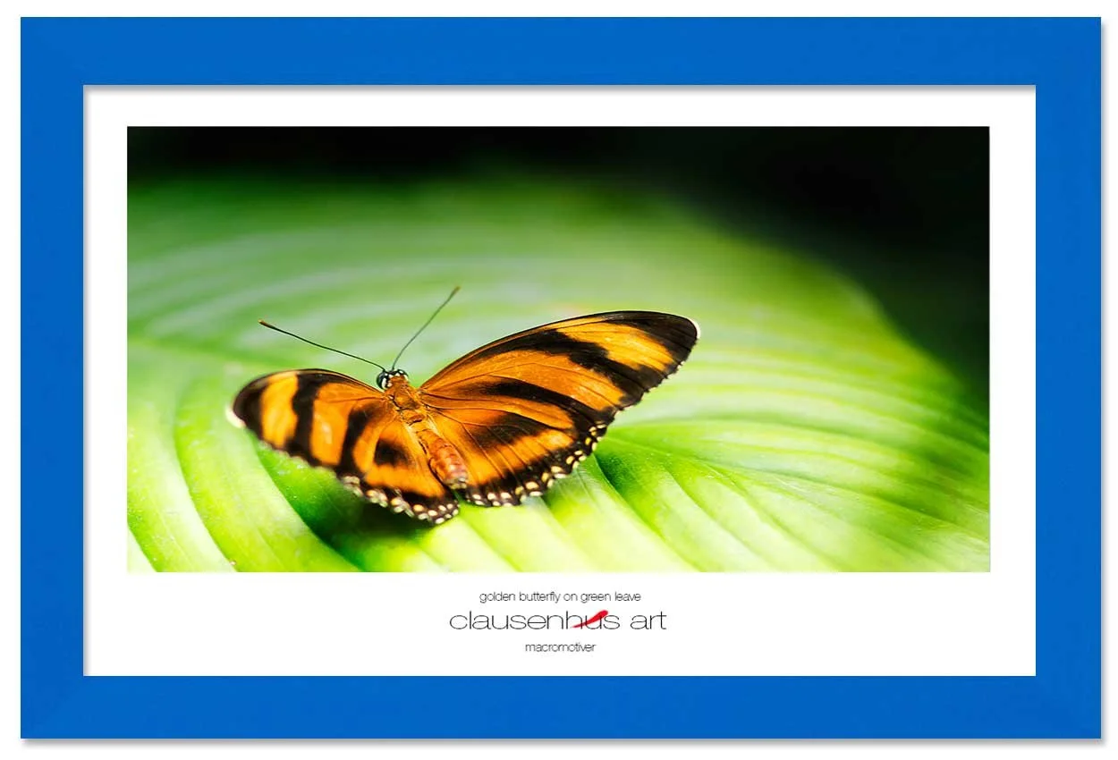 golden-butterfly-on-green-leave-copy.jpg