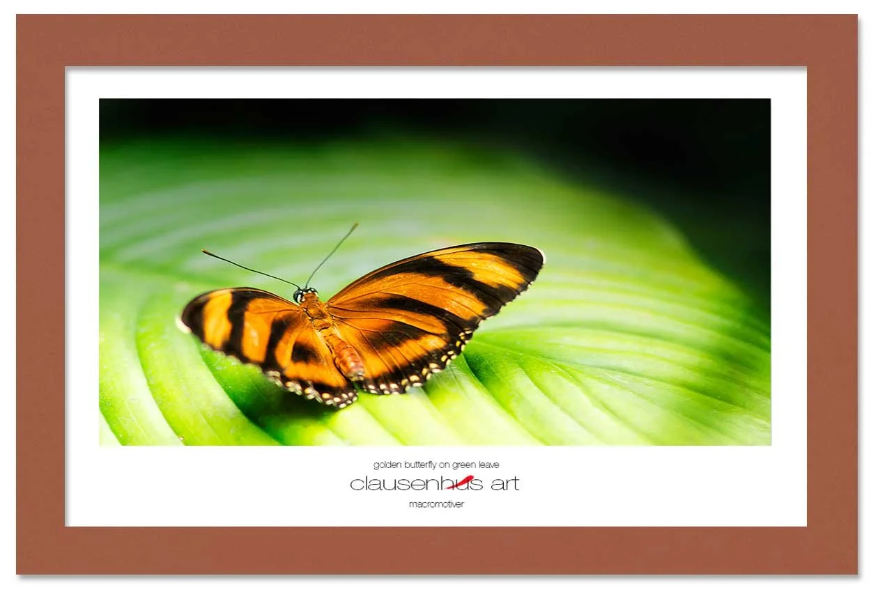 golden-butterfly-on-green-leave-copy.jpg