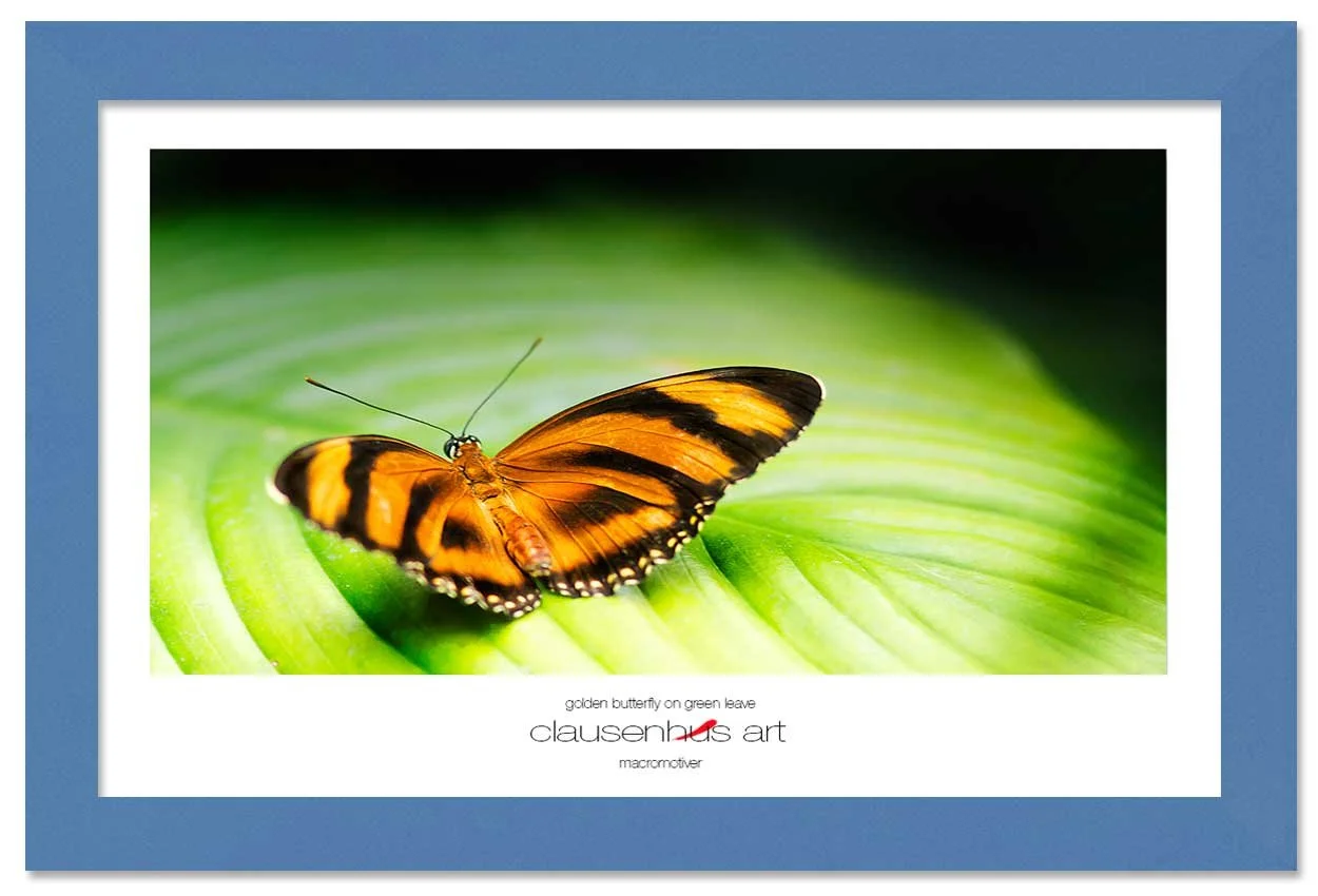 golden-butterfly-on-green-leave-copy.jpg