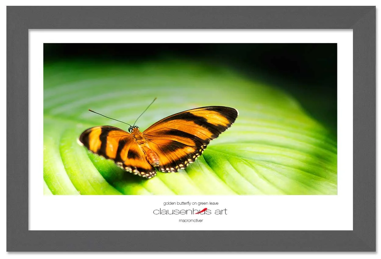 golden-butterfly-on-green-leave-copy.jpg