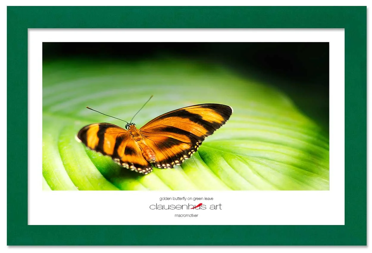 golden-butterfly-on-green-leave.jpg