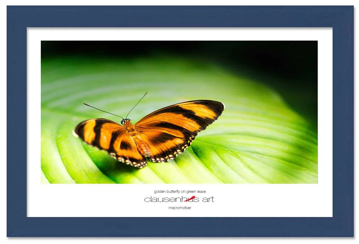 golden-butterfly-on-green-leave-copy.jpg