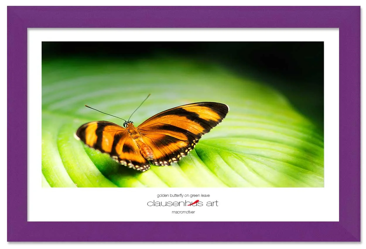 golden-butterfly-on-green-leave-copy.jpg