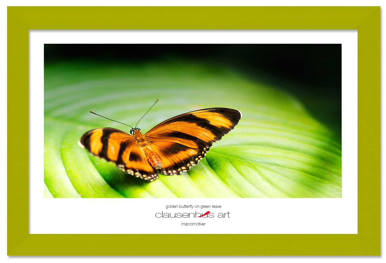 golden-butterfly-on-green-leave-copy.jpg