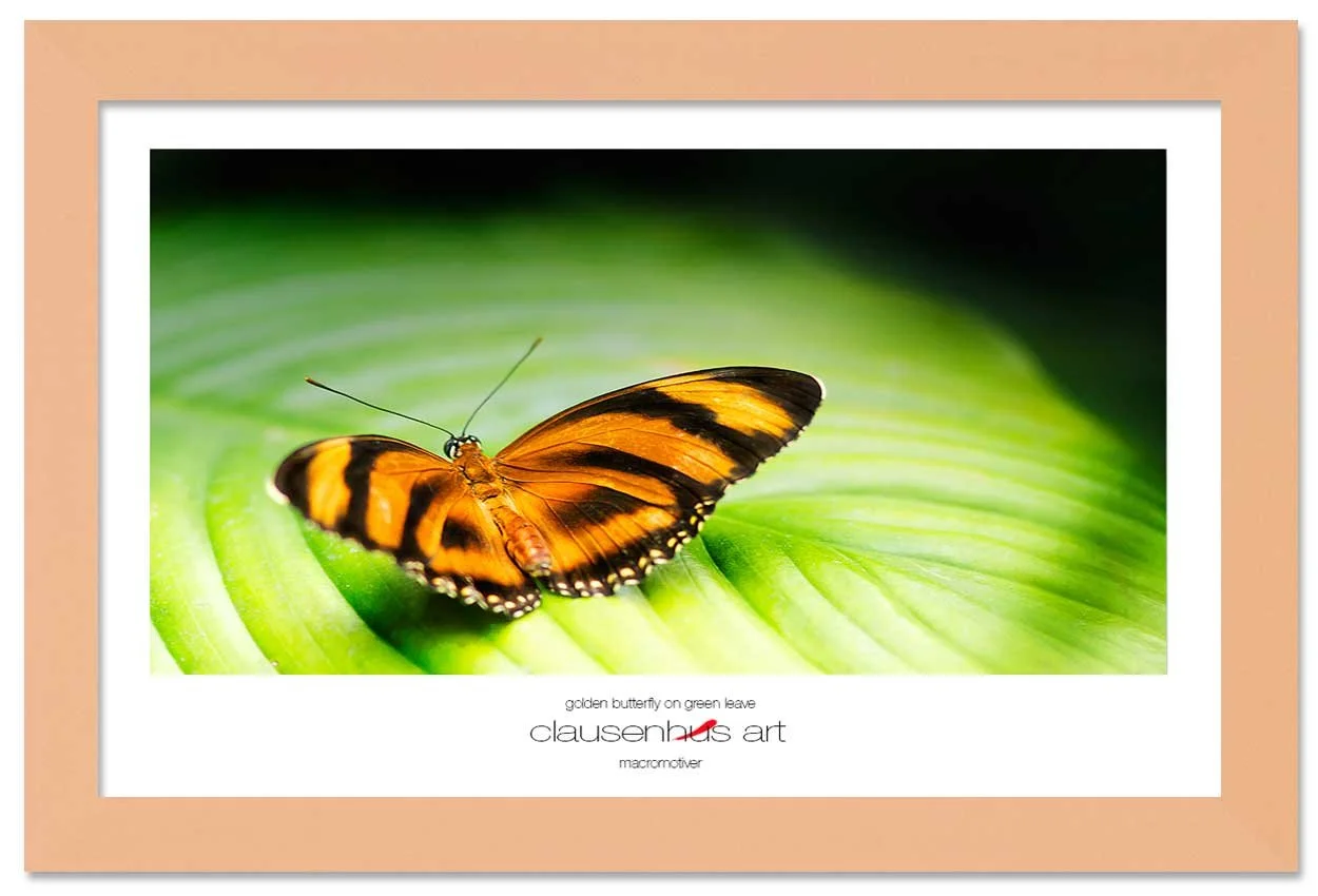 golden-butterfly-on-green-leave-copy.jpg