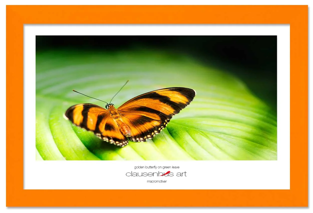 golden-butterfly-on-green-leave-copy.jpg