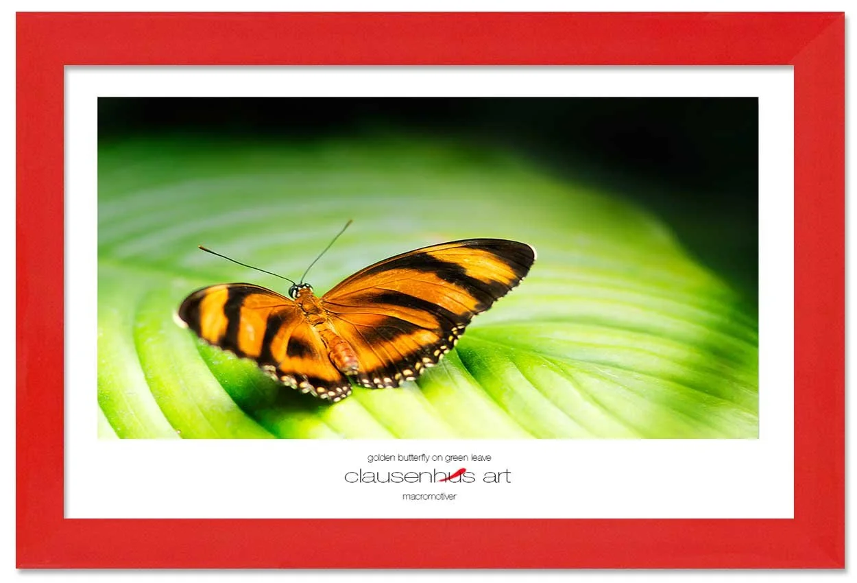 golden-butterfly-on-green-leave-copy.jpg
