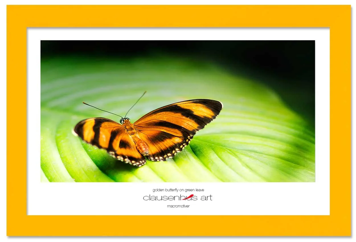 golden-butterfly-on-green-leave-copy.jpg