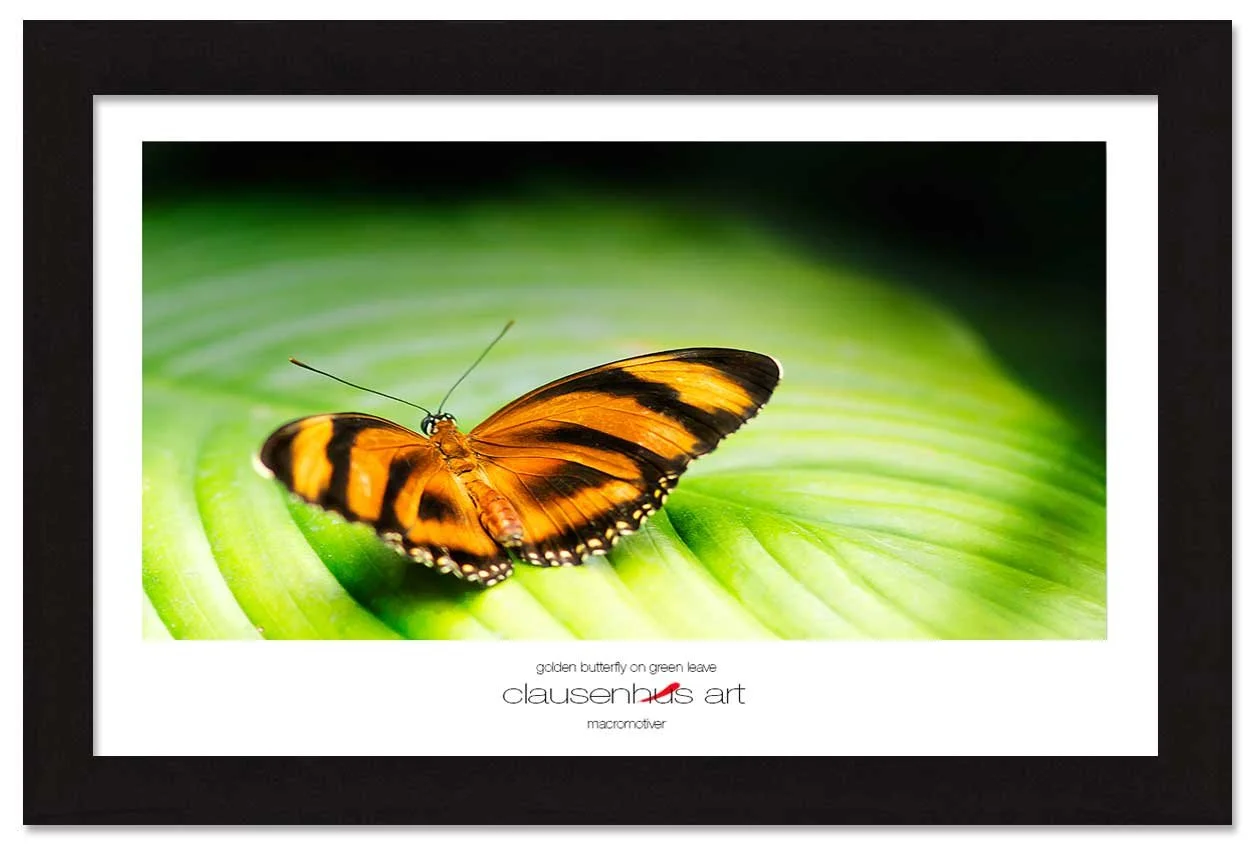 golden-butterfly-on-green-leave-copy.jpg