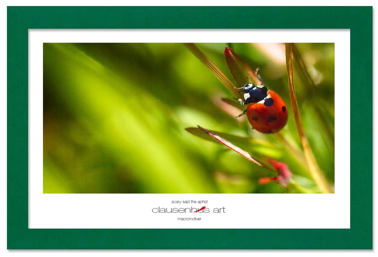 scary-said-the-aphid-copy.jpg
