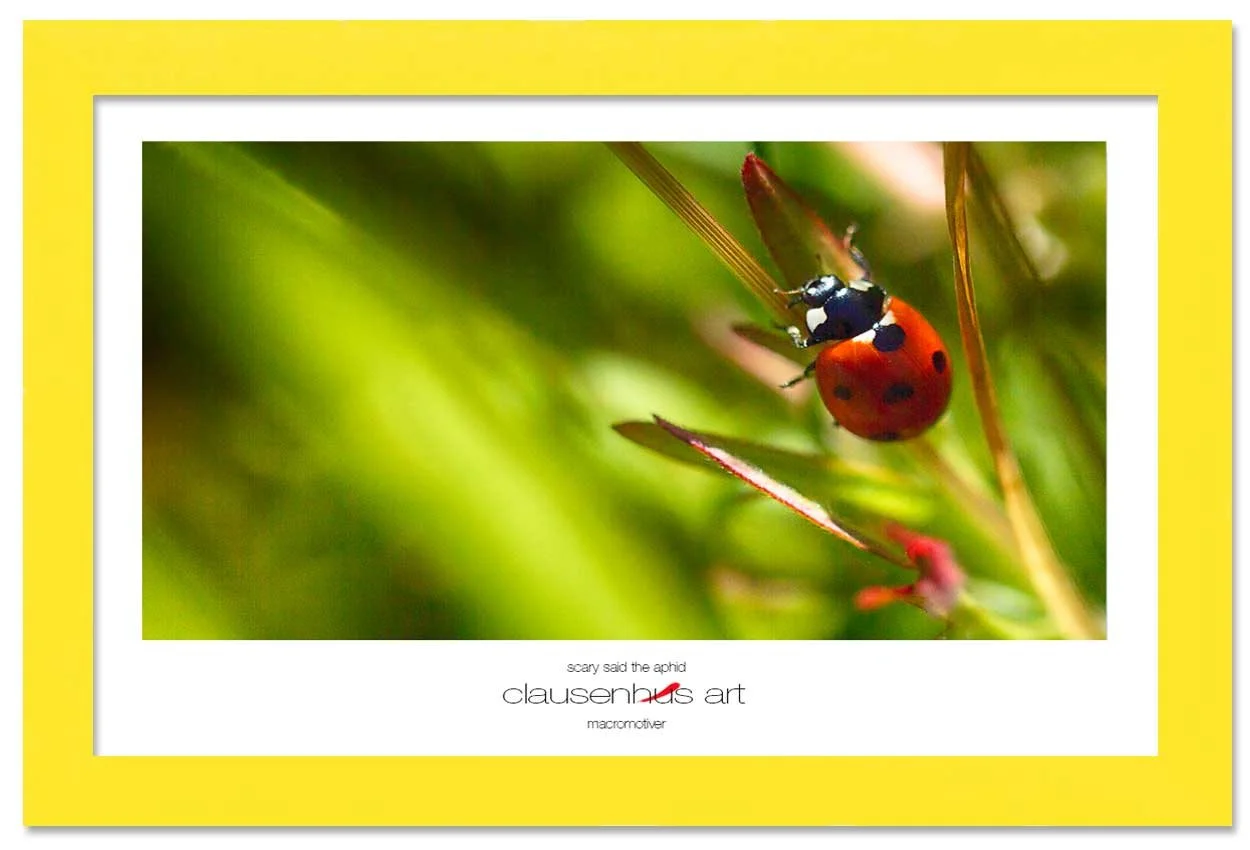 scary-said-the-aphid-copy.jpg