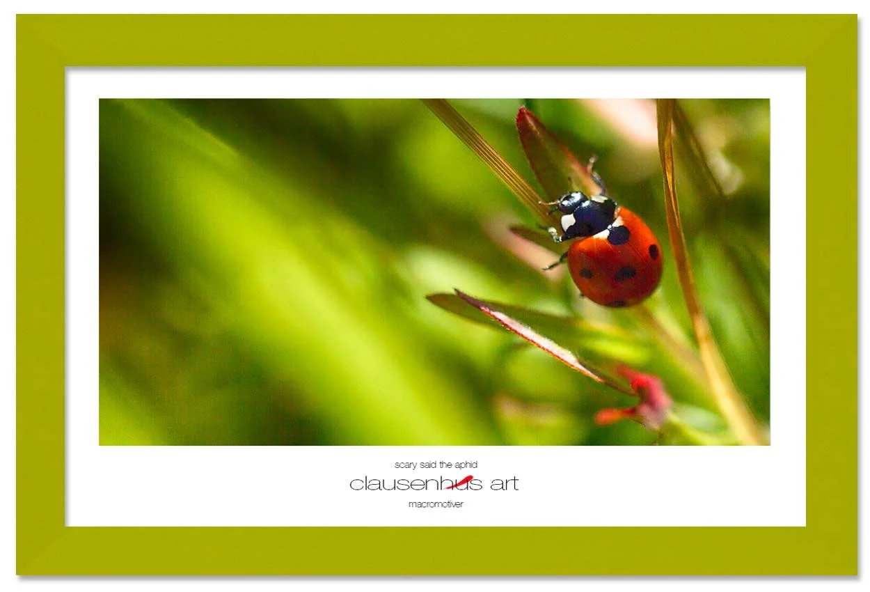 scary-said-the-aphid-copy.jpg