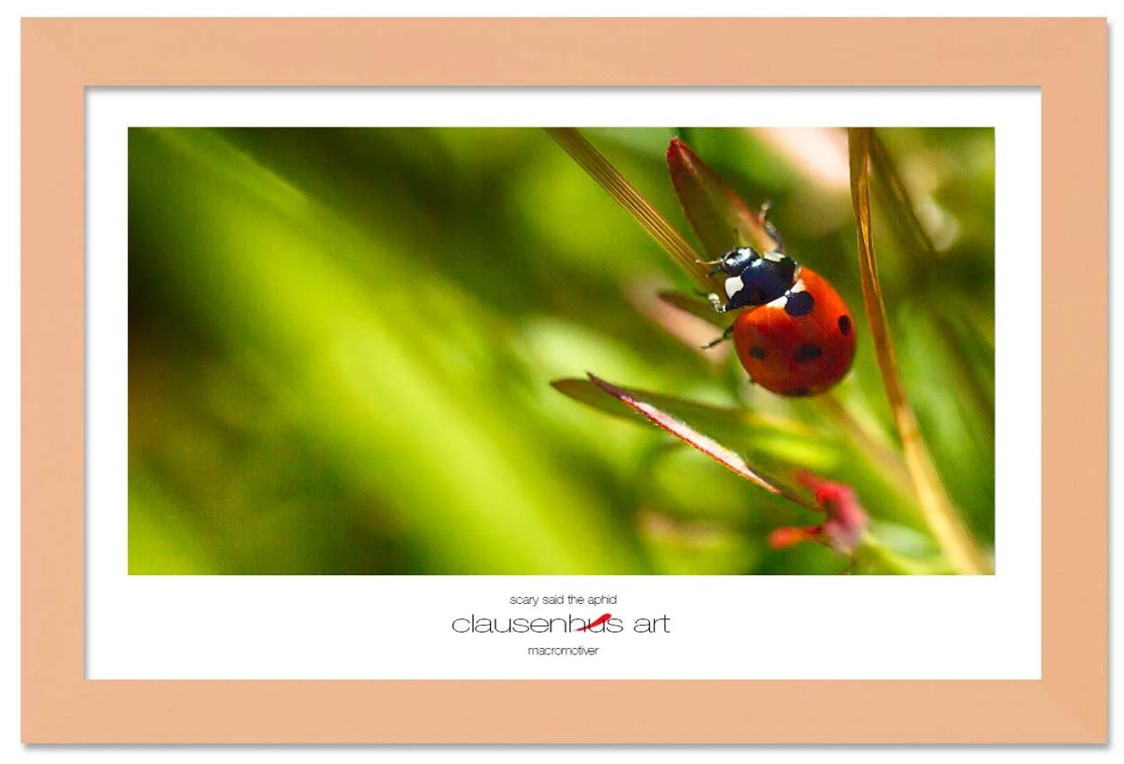 scary-said-the-aphid-copy.jpg