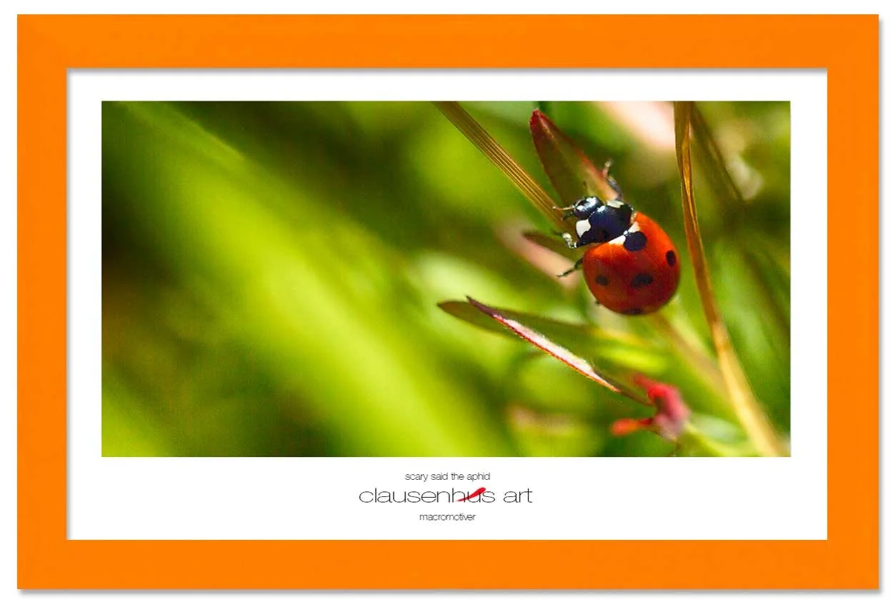 scary-said-the-aphid-copy.jpg