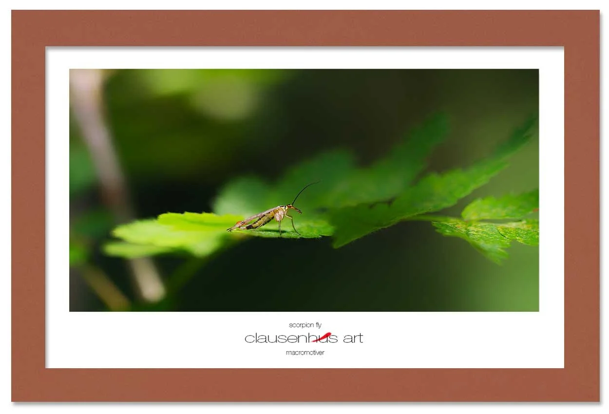scorpion-fly-copy.jpg