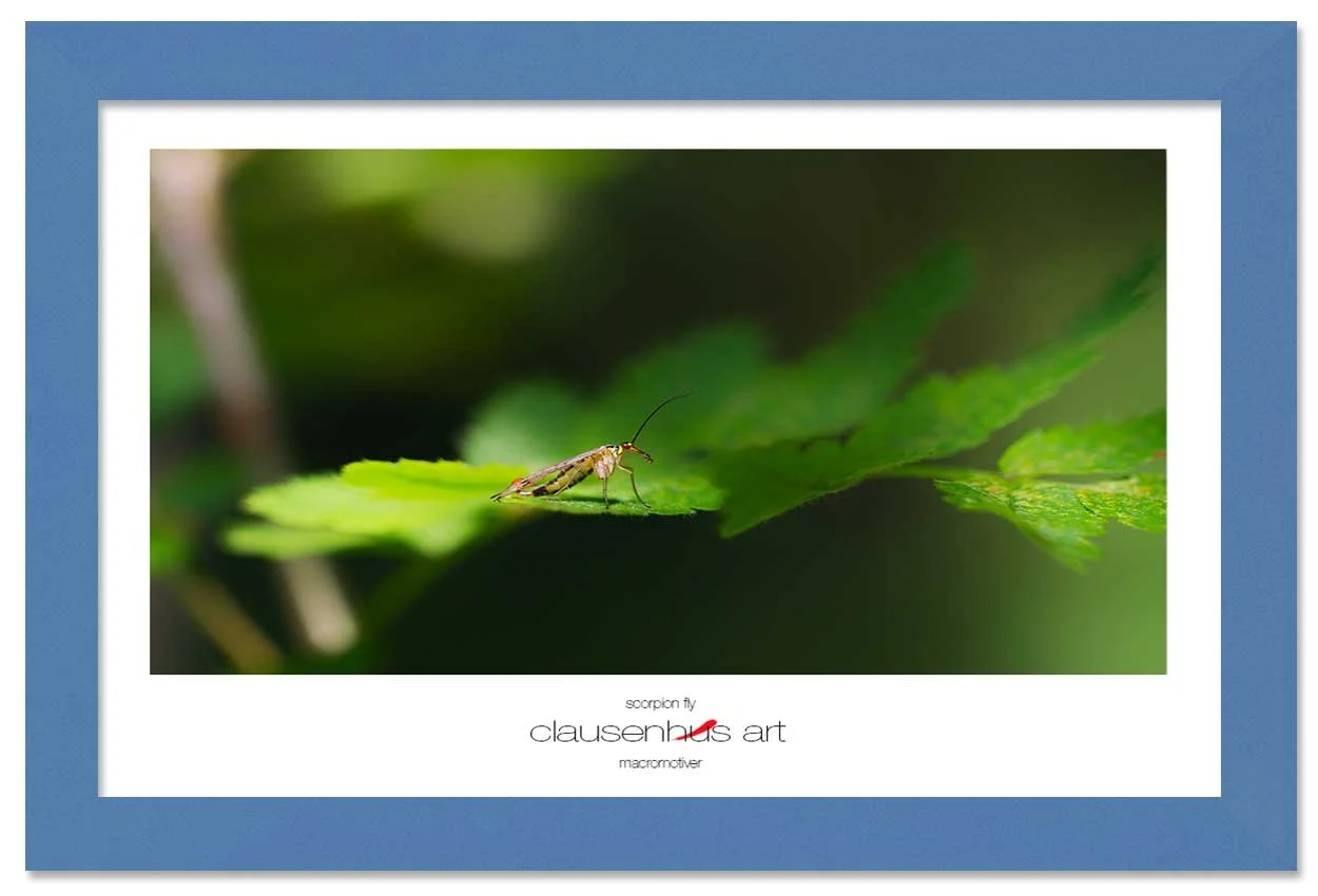 scorpion-fly-copy.jpg