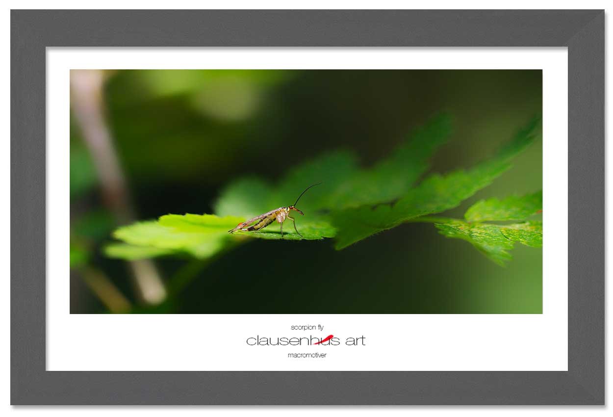 scorpion-fly-copy.jpg