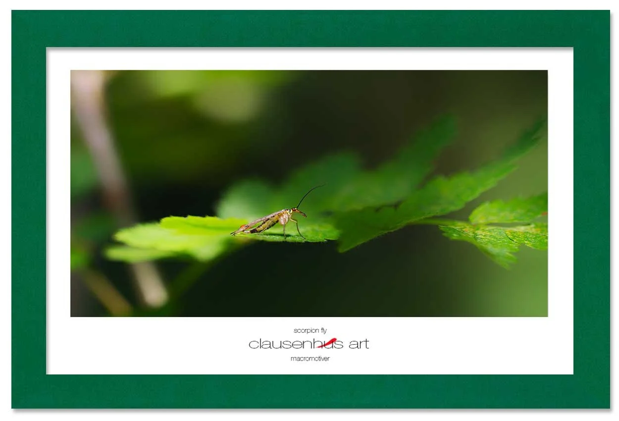 scorpion-fly-copy.jpg