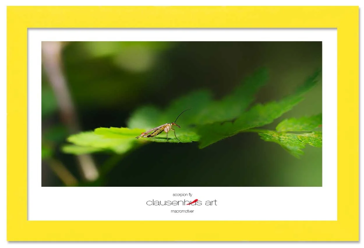 scorpion-fly-copy.jpg