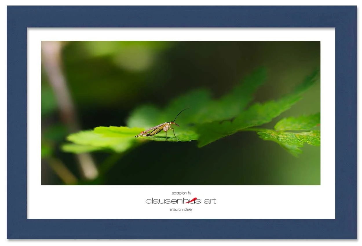 scorpion-fly-copy.jpg
