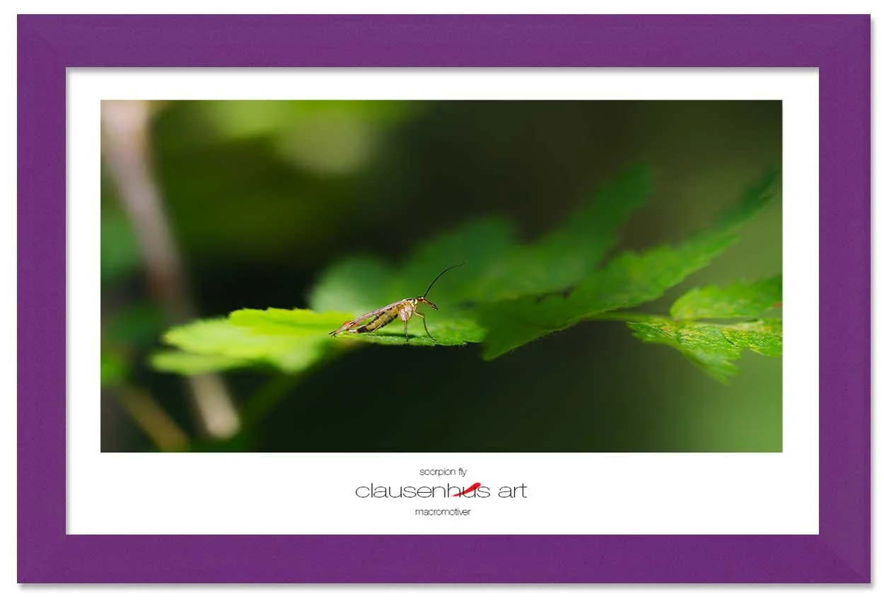 scorpion-fly-copy.jpg