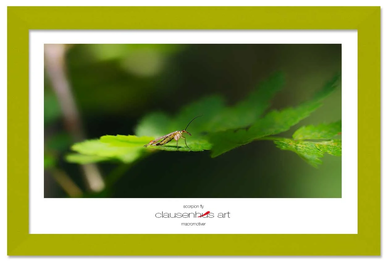 scorpion-fly-copy.jpg
