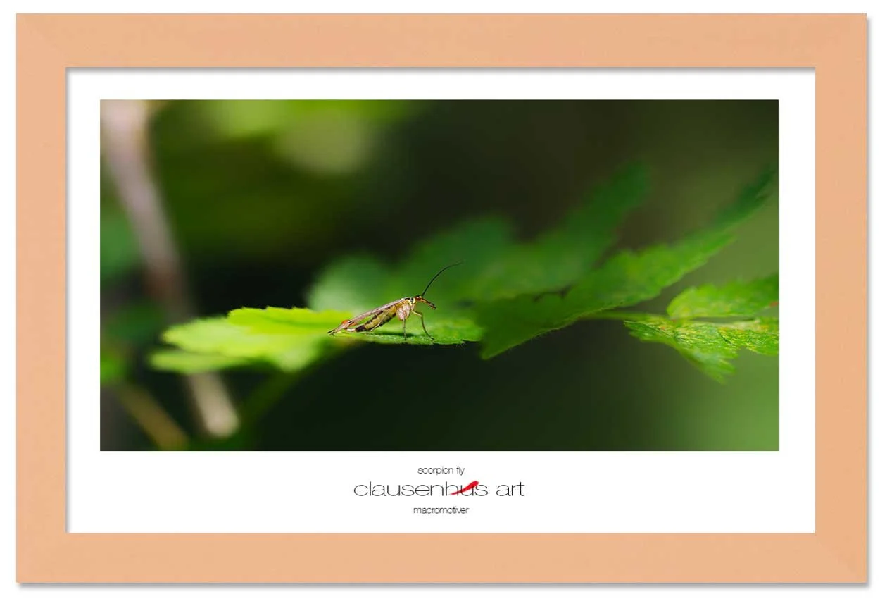 scorpion-fly-copy.jpg