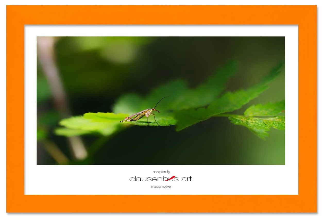 scorpion-fly-copy.jpg