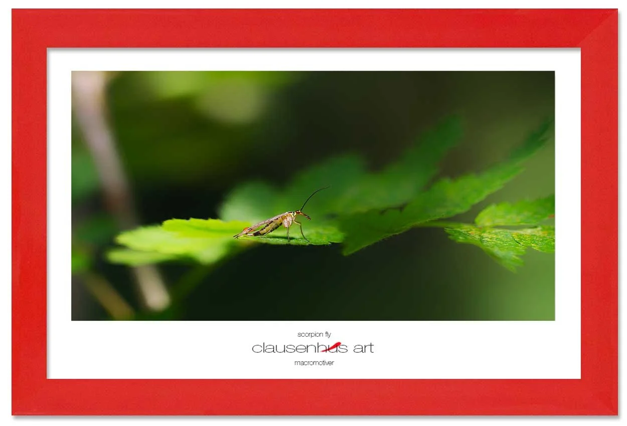 scorpion-fly-copy.jpg
