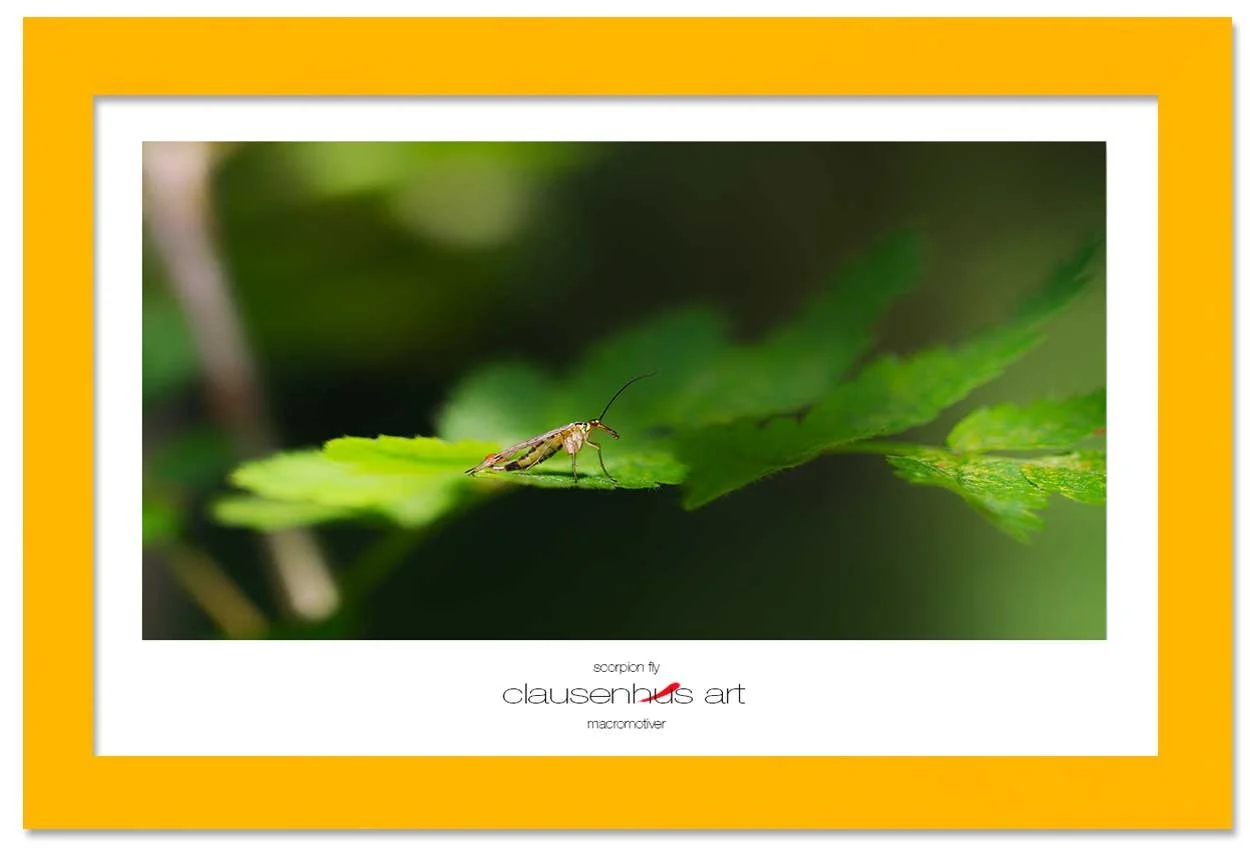 scorpion-fly-copy.jpg